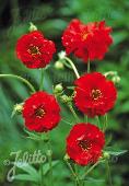 Geum chiloense 'Red Dragon'